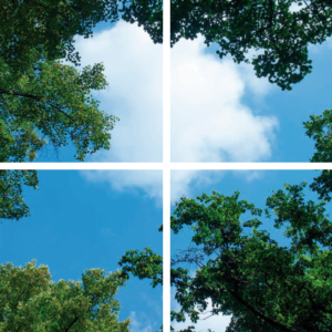 FOTOPRINT afbeelding wolk-bos verdeeld over 4 panelen 595 x 595 mm-0